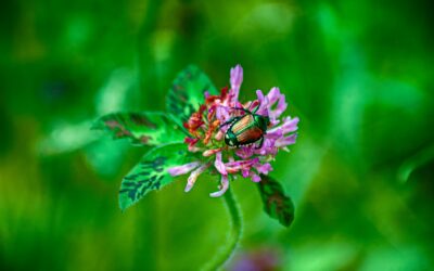 Japanese Beetles and a Generous Master