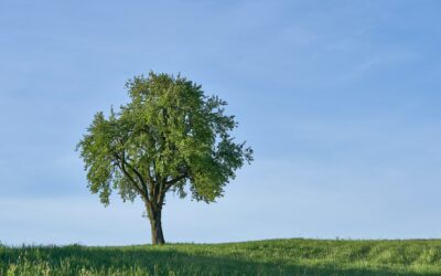 Uprooted Trees and Rooted Faith